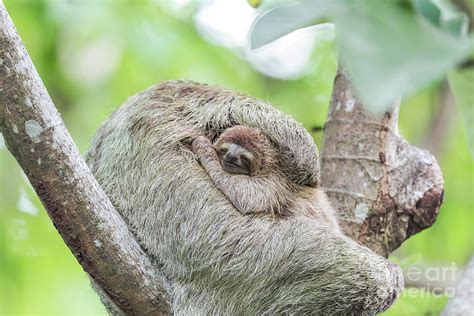 Brown Throated Three Toed Sloth Photograph By Dr P Marazziscience Photo Library Pixels