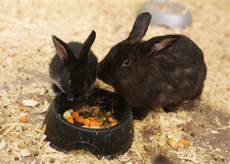 What To Feed Baby Rabbits — Rabbit Care Tips