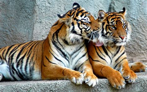 Animal Pictures Amazing Facts About Wild Animals Animal