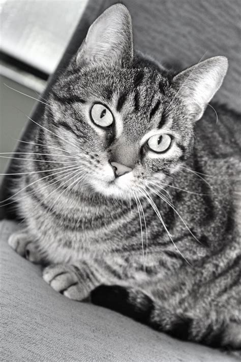 This breed is known for its longevity, robust health, good looks, quiet disposition and amiability with children and dogs. Free Images : black and white, view, pet, kitten, close up ...