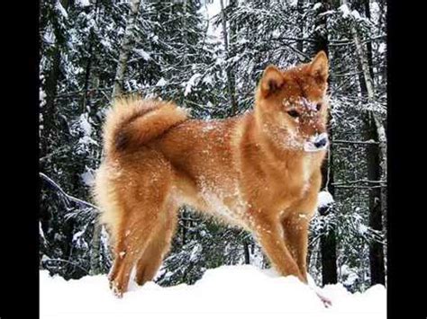 This sturdy dog, another of the dog breeds that start with w, is one of the most popular small terriers. DOG BREEDS that start with K and L - YouTube