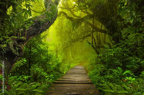 Asian Rainforest Jungle Stock Photo Adobe Stock