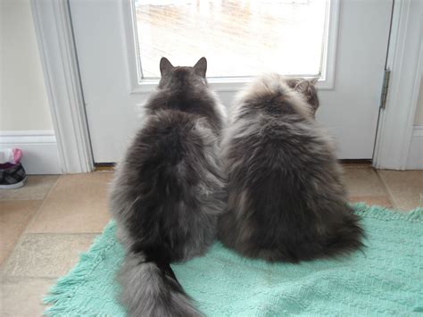 Guska Black Smoke And Oliver Blue Mackerel Tabby Siberian Cat