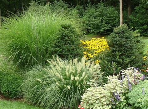 Ornamental grass using decorative grasses in the landscape. Garden And Lawn , Ornamental Grasses For Gardens Designs ...