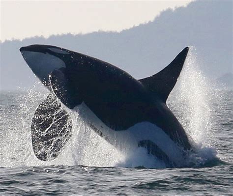 Southern Resident Killer Whales To Benefit From More Than 700000 In