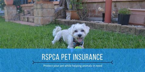 With rspca pet insurance claims can be made online ( via our pet portal ) or in paper form as soon as your pet has visited the vet. RSPCA Pet Insurance Review 2020 | finder.com.au