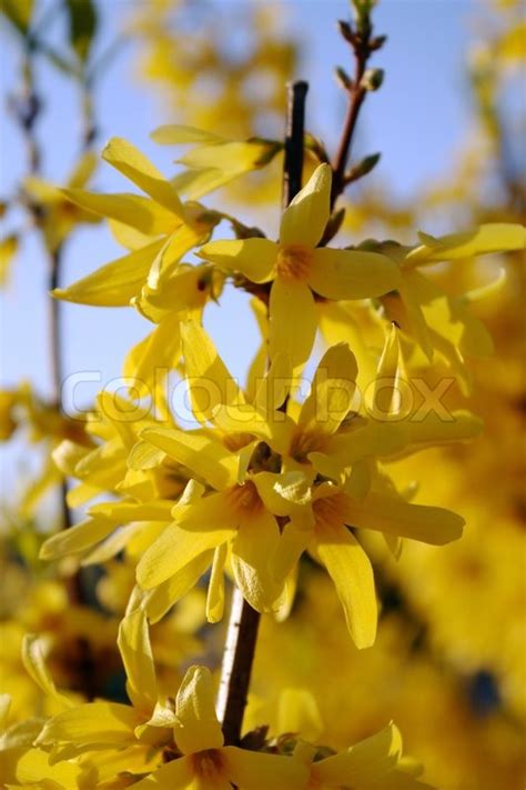 Bush Forsythia Maluch With Bright Magnificent Yellow