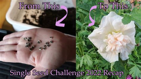 Growing Hollyhocks From Seed To Flower Singleseedchallenge2022
