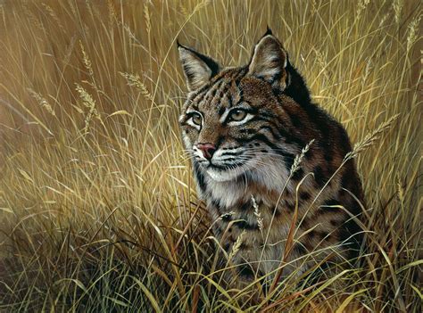 Bobcat In Grass Painting By Harro Maass Pixels
