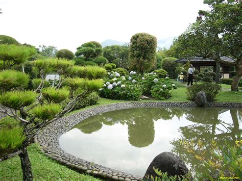 bunga anggrek: Berkebun Anggrek - Tips Menanam Anggrek Secara