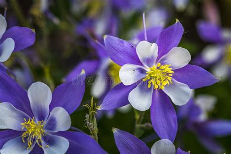 Colorado State Flower Blue Columbines Stock Photos Free And Royalty