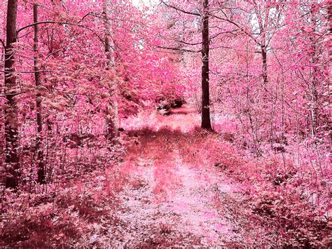 73 Wallpaper Pink Landscape Pics Myweb