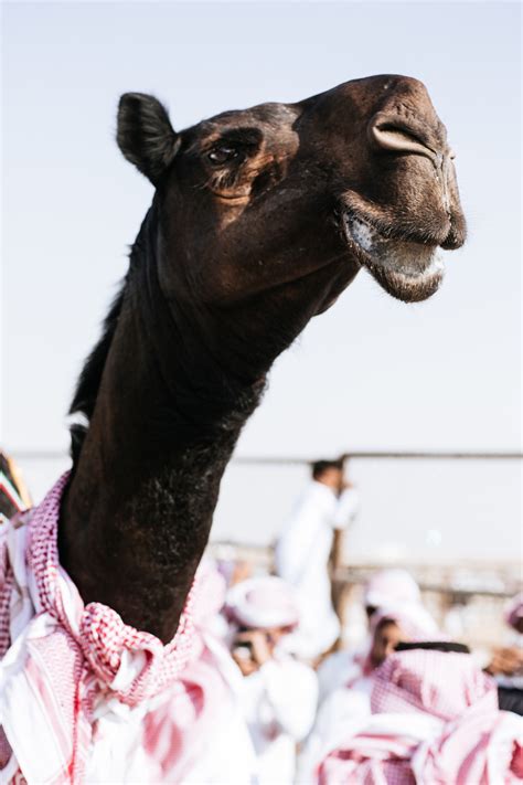 What began as a festival that focused mainly on camels and camel … Photos from the 2015 Miss Camel Beauty Contest - VICE