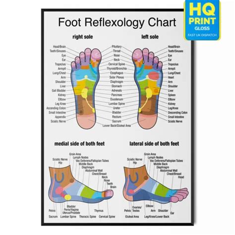 Foot Reflexology Colour Coded Organ Massage Anatomy Chart Poster Laminate 6 34 Picclick