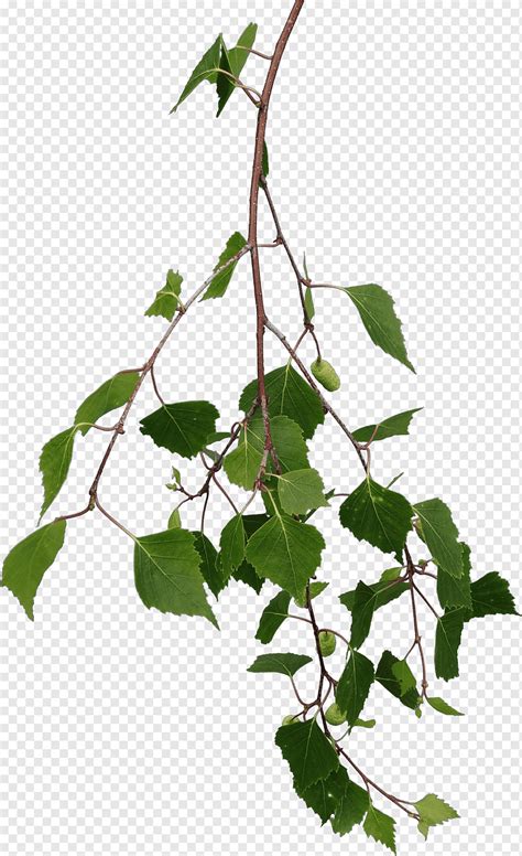 Green Leafed Plant Branch Tree Leaf Texture Mapping Branches Leaf