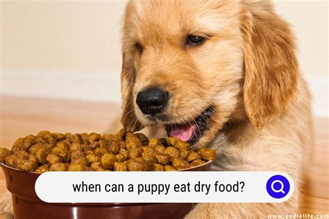 When Can A Puppy Eat Dry Food Age Guide Oodle Life