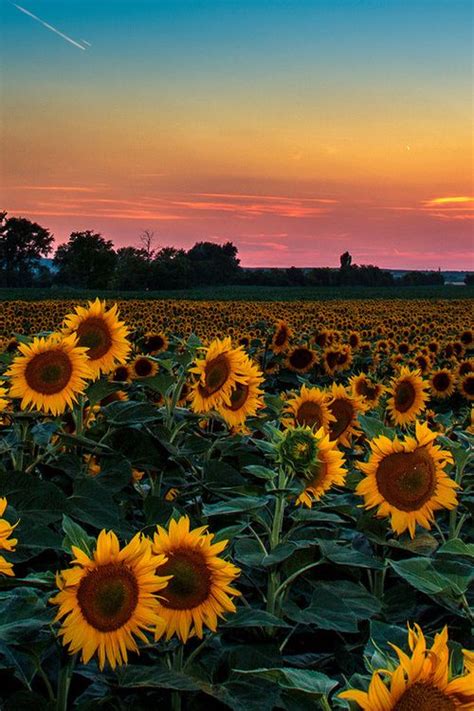 Beautiful Sunflowers Sunflower Wallpaper Beautiful Nature Flowers