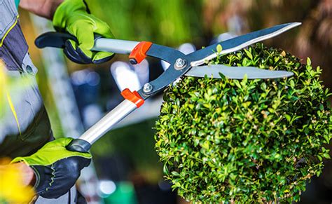 Eugenia Topiary Care The Tree Care Guide