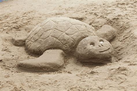 Sand Turtle Beach Sand Art Sand Sculptures Beach Sand Castles