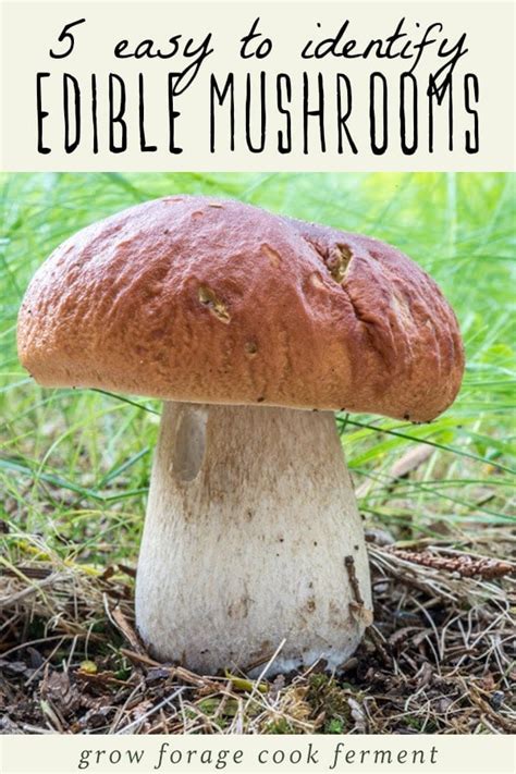 Easy To Identify Edible Mushrooms
