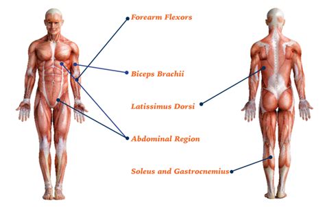 Anatomy Science Behind The Sport West Virginia University