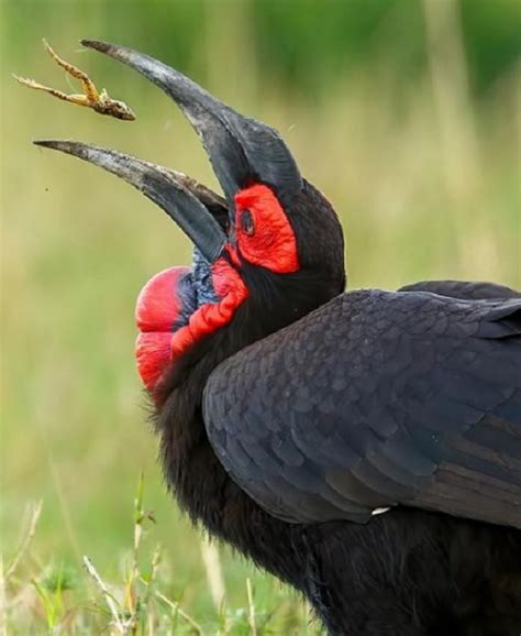 South African Safari Birds