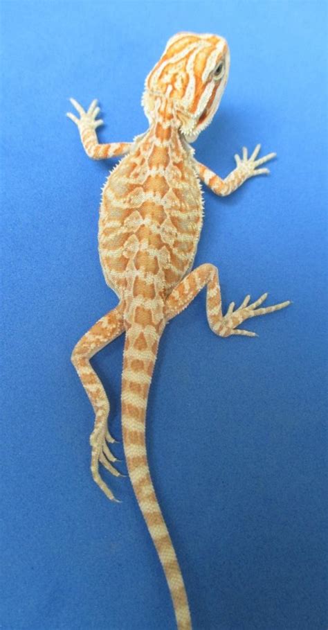 Citrus Leatherback Bearded Dragons For Sale Atomic