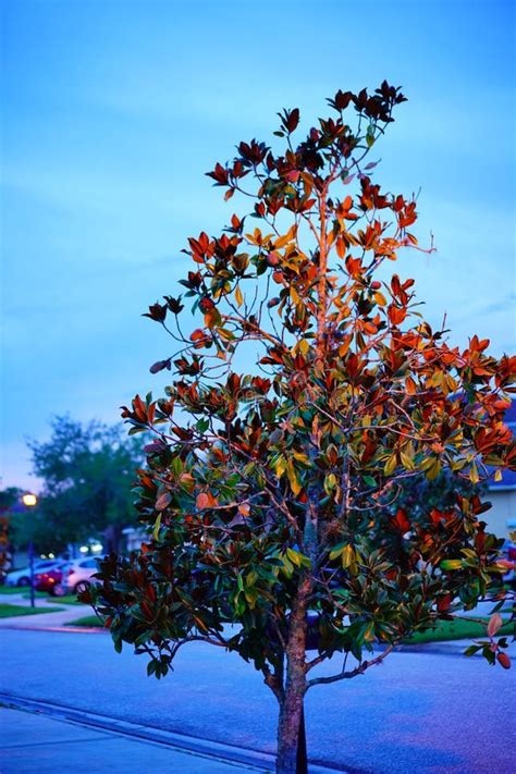 Magnolia Tree At Night Stock Photo Image Of Drop Center 254062876