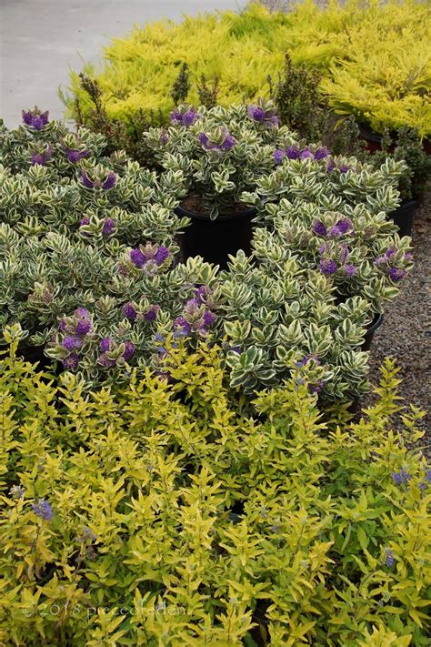 Coleonema sunset gold is a low growing shrub with aromatic, bright golden yellow feathery foliage. Change And The Fourth Of July