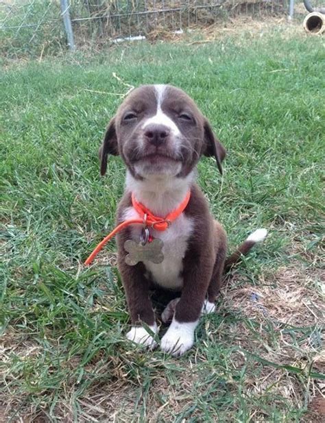 19 Smiling Dogs That Will Put A Big Smile On Your Face