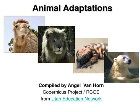 Ppt Animal Adaptations Powerpoint Presentation Free Download Id144960