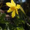 Find help and information on narcissus x odorus 'double campernelle' daffodil campernelli campernelle jonquil, including varieties and pruning advice. PlantFiles Pictures: Narcissus, Double Campernelle, Double ...