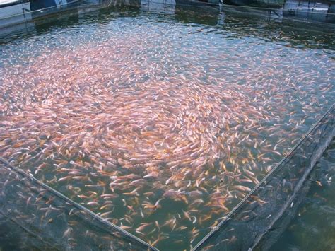 Langkah Budidaya Ikan Mas Dalam Kolam Jual Waring Sayur Waring Ikan