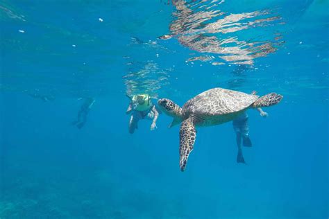Oahu Hanauma Bay Guided Snorkel Tour In Hawaii My Guide Hawaii