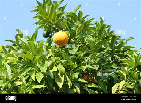 Ripe Yellow Fruit On Yuzu Japanese Lemon Bush Stock Photo Alamy