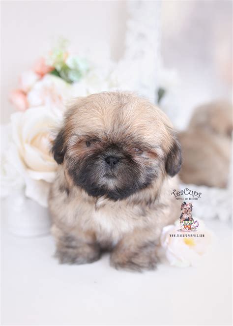 Tiny Shih Tzu Puppies Teacup Puppies And Boutique