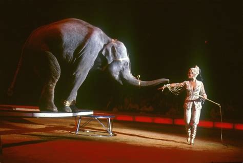 Diana Benneweis Presenting The Cirkus Benneweis Elephants