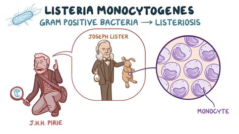 Listeria Monocytogenes Video Anatomy Definition Osmosis