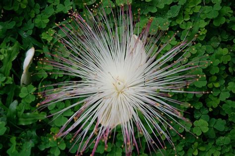 Những Loài Hoa đẹp Lạ Kỳ Alo Flowers