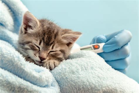Kitten Desexing Everything You Need To Know Matraville Veterinary Practice
