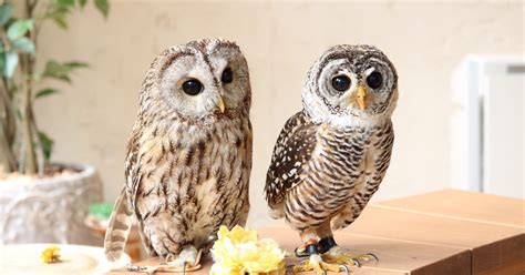 Today is the first back at the owl cafe since two weeks ago. Harajuku Owl Cafe Experience - Tokyo, Japan | GetYourGuide