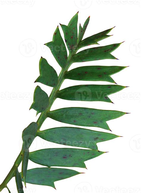 Green Palm Leaf Isolated On Transparent Background Png File 9306559 Png