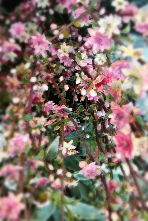 At bottle & bottega des moines, we have the answer. Pin by Trieste on Florals at Trieste | Plants, Trieste, Garden