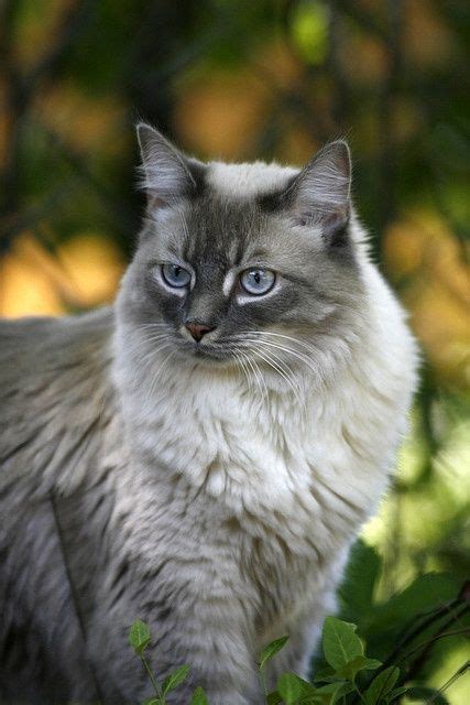 Info Spesial 27 Cat Tembok Light Grey