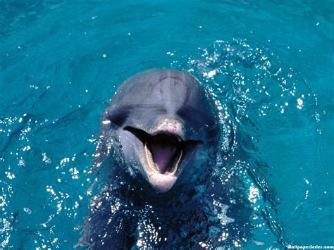 Hd Dolphin Smiling Wallpaper Download Free 140641