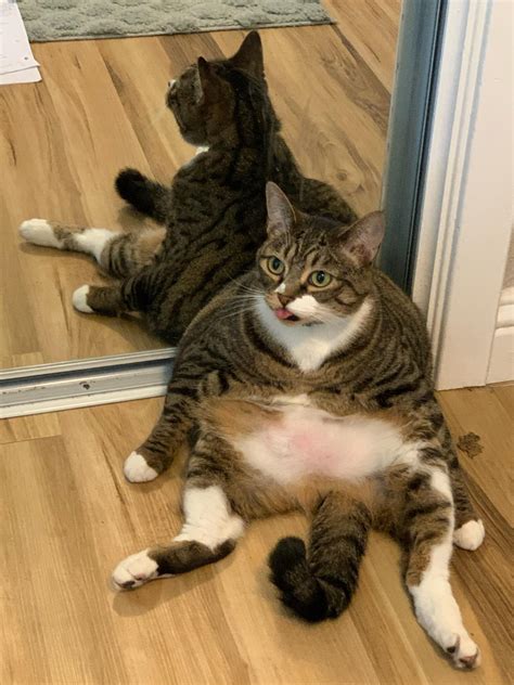 1058 Best Chonky Images On Pholder Chonkers Absolute Units And