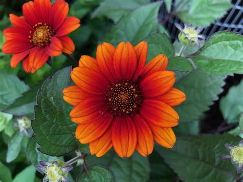 False Sunflower Heliopsis Helianthoides Bleeding Hearts