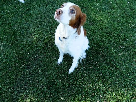 Molly Fordog Supporting Phoenix Dog Park