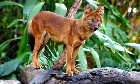 34 Best Images About Dhole On Pinterest Wolves Red Dog And Zoos