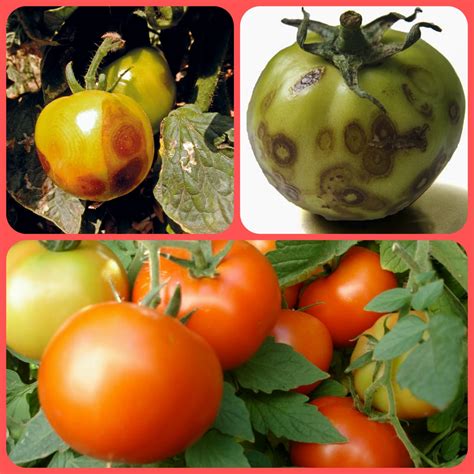 Vírus é Ameaça à Produção De Tomate E Alface A Lavoura
